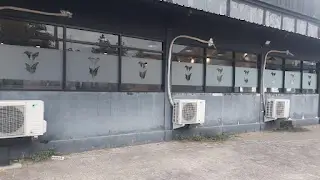 stiker buram motif bunga lili sunblast calla lily